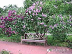 丁香六月国产,丁香六月国产生态发展概览